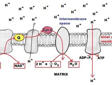 Complete Guide to the IB Biology Syllabus and Top Study Resources
